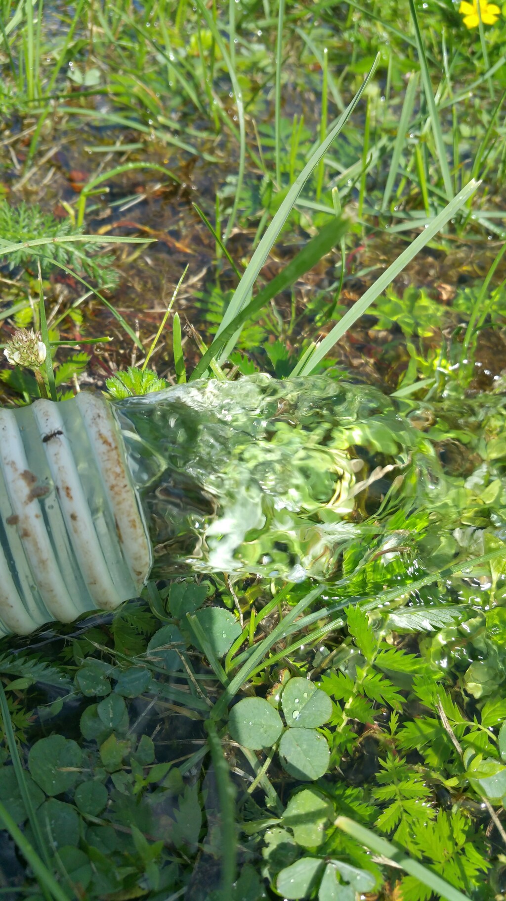 Tīrs ūdens no spices.